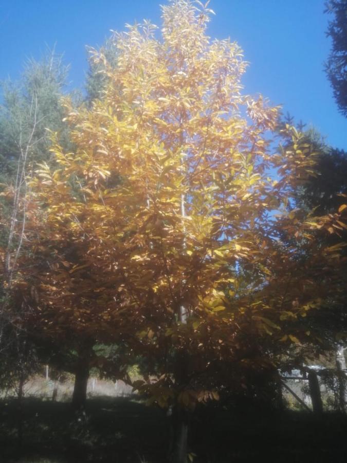 Cabana May Pao, Para 3 En Melipeuco Cerca Del Parque Nacional Conguillio Exteriör bild