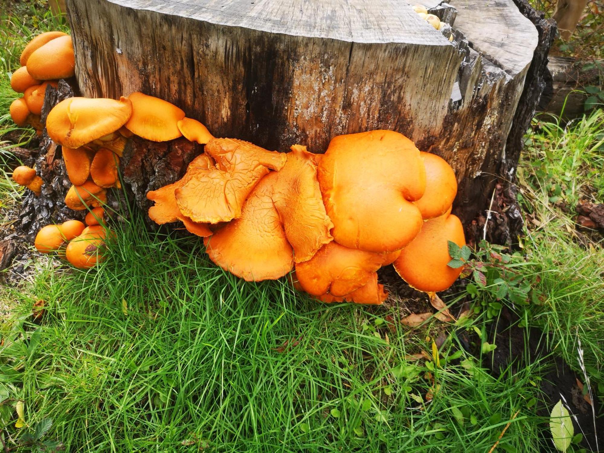 Cabana May Pao, Para 3 En Melipeuco Cerca Del Parque Nacional Conguillio Exteriör bild