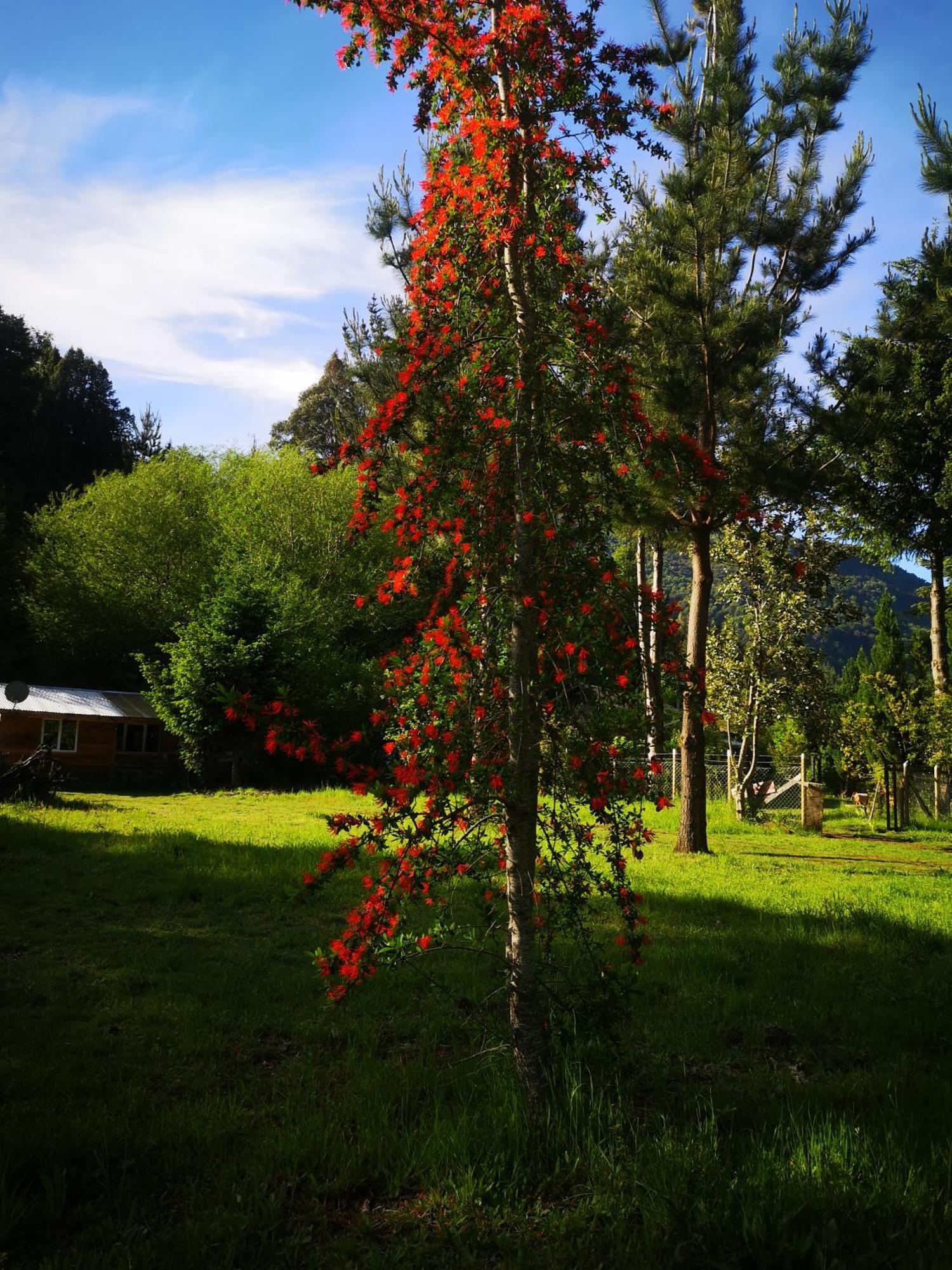 Cabana May Pao, Para 3 En Melipeuco Cerca Del Parque Nacional Conguillio Exteriör bild